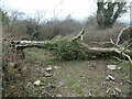 SH4959 : Coeden wedi cwympo ar y llwybr / fallen tree on the path by Christine Johnstone