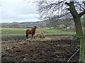 NZ1854 : Horse grazing at Tanfield Lea by Robert Graham