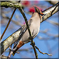 J5081 : Waxwing, Bangor by Rossographer