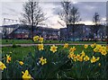 SK5803 : Daffodils at Nelson Mandela Park by Mat Fascione