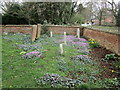 SP1952 : Cyclamen in the churchyard, Clifford Chambers by Jonathan Thacker