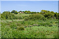 SZ6387 : Alongside Brading Marshes by Ian Capper