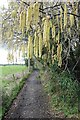 SO7842 : Hazel catkins by Philip Halling