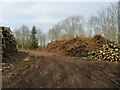 NT9261 : Forestry near Ayton Castle by M J Richardson