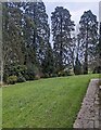 ST2682 : Churchyard conifers, Marshfield by Jaggery