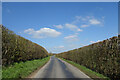 SU3868 : Between Big Hedges by Des Blenkinsopp