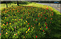 SX8966 : Tulips near The Willows by Derek Harper