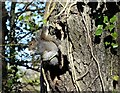 NZ0953 : Grey Squirrel by Robert Graham