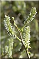 SO7744 : Willow catkins by Philip Halling