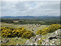 NS6892 : Boulders and whins below Black Craig by Alan O'Dowd