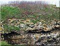 NZ4064 : Seabird colony at Lizard Point, Marsden by Robert Graham