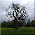 SO9995 : Oak tree, Brunswick Park, Wednesbury by A J Paxton