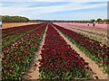 TF6925 : Tulips for Tapping 2023, near Sandringham in Norfolk - Photo 8 by Richard Humphrey