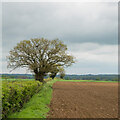 TL8844 : Tree in hedgerow on field boundary, Acton by Roger Jones