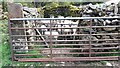 SD6590 : Sheep with lambs in sheepfold at Lenacre by Luke Shaw