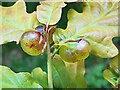 TQ8224 : Cherry Wasp Galls by Phil Brandon Hunter