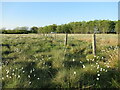 NS7733 : Cotton grass, near South Cumberhead by Alan O'Dowd