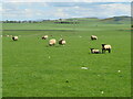 NT6642 : Sheep pasture at Byrewalls by M J Richardson