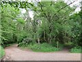 SU8129 : Driveway and path near Liphook by Malc McDonald