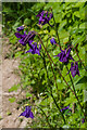 TQ2451 : Columbine (Aquilegia vulgaris) by Ian Capper