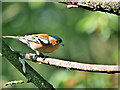 SD4213 : Male Chaffinch (Fringilla coelebs) by David Dixon