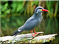 SD4214 : Inca Tern (Larosterna inca) by David Dixon