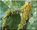 TQ8933 : Xanthoria parietina Lichen by Phil Brandon Hunter