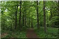 NZ2950 : Weardale Way in Lumley Park Wood by Chris Heaton