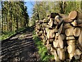 SO5595 : Timber stacks in Northway Wood by Mat Fascione