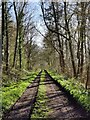 SO5595 : Track through Northway Wood by Mat Fascione