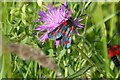 SO7944 : Six-Spot Burnet by Philip Halling