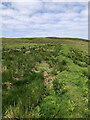 NG3623 : Nature's Resilience  An Ancient Dyke Reclaimed by Greenery by Mick Garratt