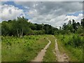 SO8074 : Public bridleway at the Devil's Spittleful Nature Reserve by Mat Fascione