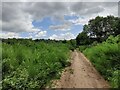 SO8174 : Path through the Rifle Range Nature Reserve by Mat Fascione