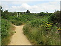 SY9890 : Paths at Ham Common, Poole by Malc McDonald