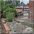 ST3091 : Weeds growing on concrete, Malpas, Newport by Jaggery