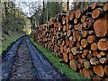 SO5696 : Timber stacks in Easthope Wood by Mat Fascione