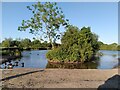 SP3486 : Pond at the Nook, Bedworth, looking towards the causeway by A J Paxton