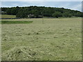 SD8164 : Hay meadow, north of Settle by Christine Johnstone