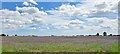 TM1753 : Field of borage at Hare & Hounds Corner, Ashbocking by Christopher Hilton