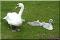 SP2054 : Swan and cygnets by Philip Halling