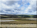 NZ0148 : Geometric shapes in heather on Stoterley Hill by Trevor Littlewood