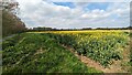 TM1269 : Oil Seed Rape Beside Deadman's Lane by Sandy Gerrard