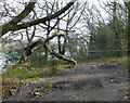 SH5370 : Path and woodland along the Menai Strait by Mat Fascione