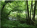 NZ2185 : River Wansbeck in Chapel Wood by Christine Johnstone