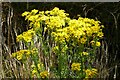 SO7844 : Ragwort flowers by Philip Halling