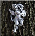 SO7977 : Cherub on a tree by Mat Fascione