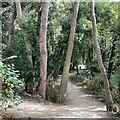 SP3165 : Treetrunks frame Riverside Walk, Leamington by Robin Stott