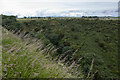 NO6743 : Vegetation in the eastern part of Laverock Den, Angus by Andrew Diack