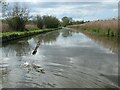 SJ4070 : Mallard taking flight, Shropshire Union canal by Christine Johnstone